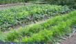 Gemüsegarten.jpg